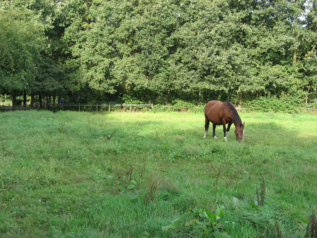 Rustpunt Groote Heide Bed & Breakfast Heeze Екстериор снимка